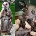 The most unique animals found on earth