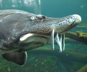 Beluga Sturgeon