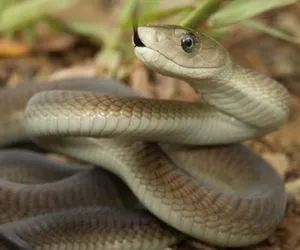 Black Mamba