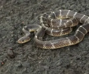 Common Krait