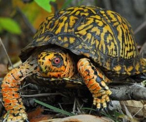 Eastern Box Turtle