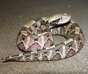Gaboon Viper