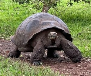 Galápagos Tortoise 