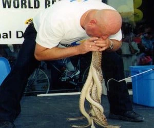 Holding the Most Live Rattlesnakes in the Mouth 