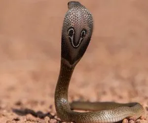 Indian Cobra
