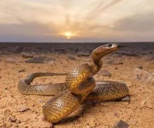 Inland Taipan