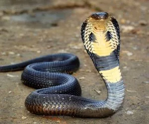King Cobra