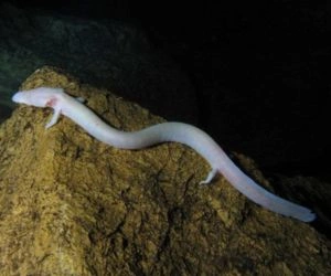 Olm Salamander