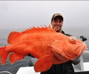 Shortraker Rockfish 