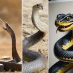 The most dangerous snake found on earth