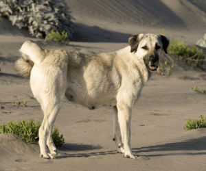 Kangal – The King of Bite Force