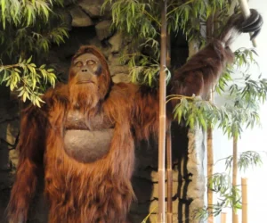 Gigantopithecus – The Giant Ape