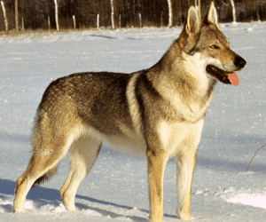 Wolfdog (Wolf Hybrid)