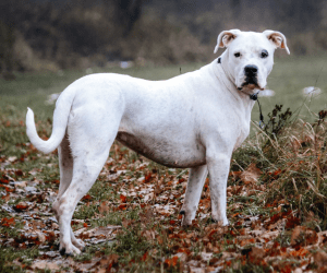 Dogo Argentino