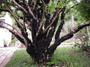 Jabuticaba tree with fruits growing on trunk