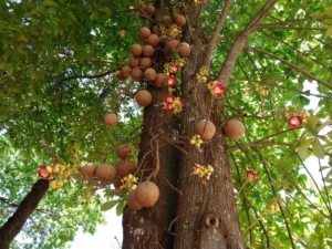 Cannonball tree fruits and flowers