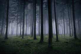 Dow Hill Forest – Haunted hill in Darjeeling