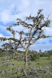 Whistling thorn tree in African savanna