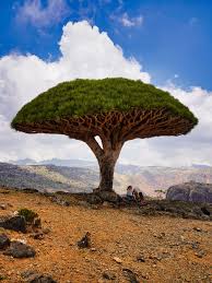 Dragon blood tree with red sap on Socotra Island
