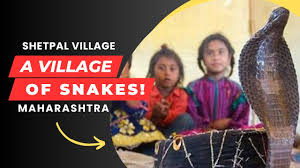 Shetpal – Where Cobras Live in Every Home