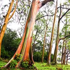 Rainbow Eucalyptus (Multiple Countries)