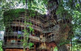 Tennessee Treehouse Tree (USA)