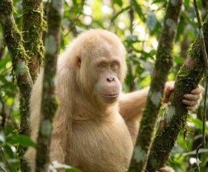 White Orangutan (Alba)